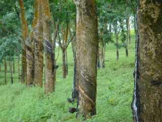 如何了解橡胶期货交割品种？橡胶期货交割流程有哪些？